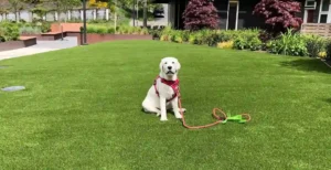 A white Labrador dog wearing a red harness sits on lush green turf, with an orange and green leash lying on the ground beside it. Shrubs, trees, and a building are visible in the background.