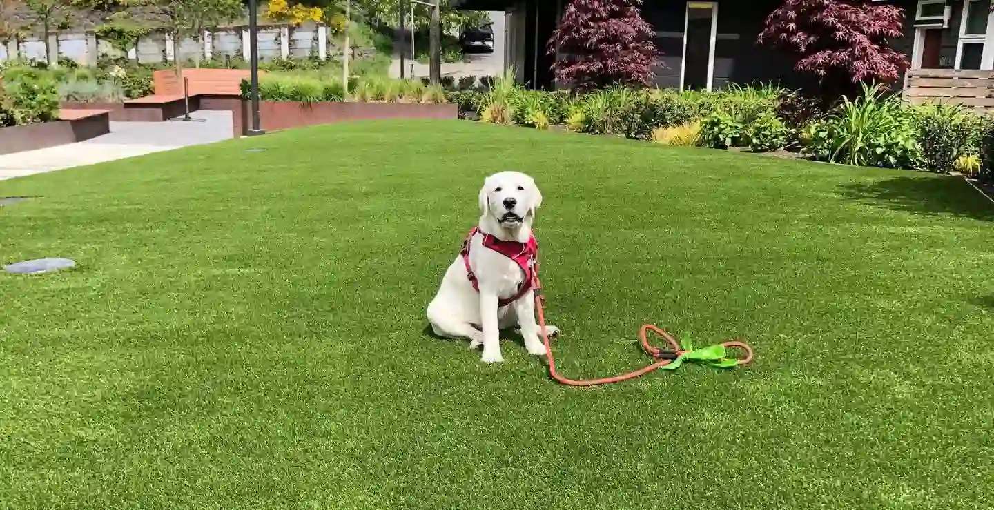A white Labrador dog wearing a red harness sits on lush green turf, with an orange and green leash lying on the ground beside it. Shrubs, trees, and a building are visible in the background.